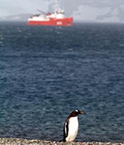 A Papua penguin on Livingston Island