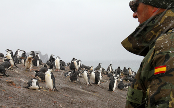 Penguin colony on Deception Island