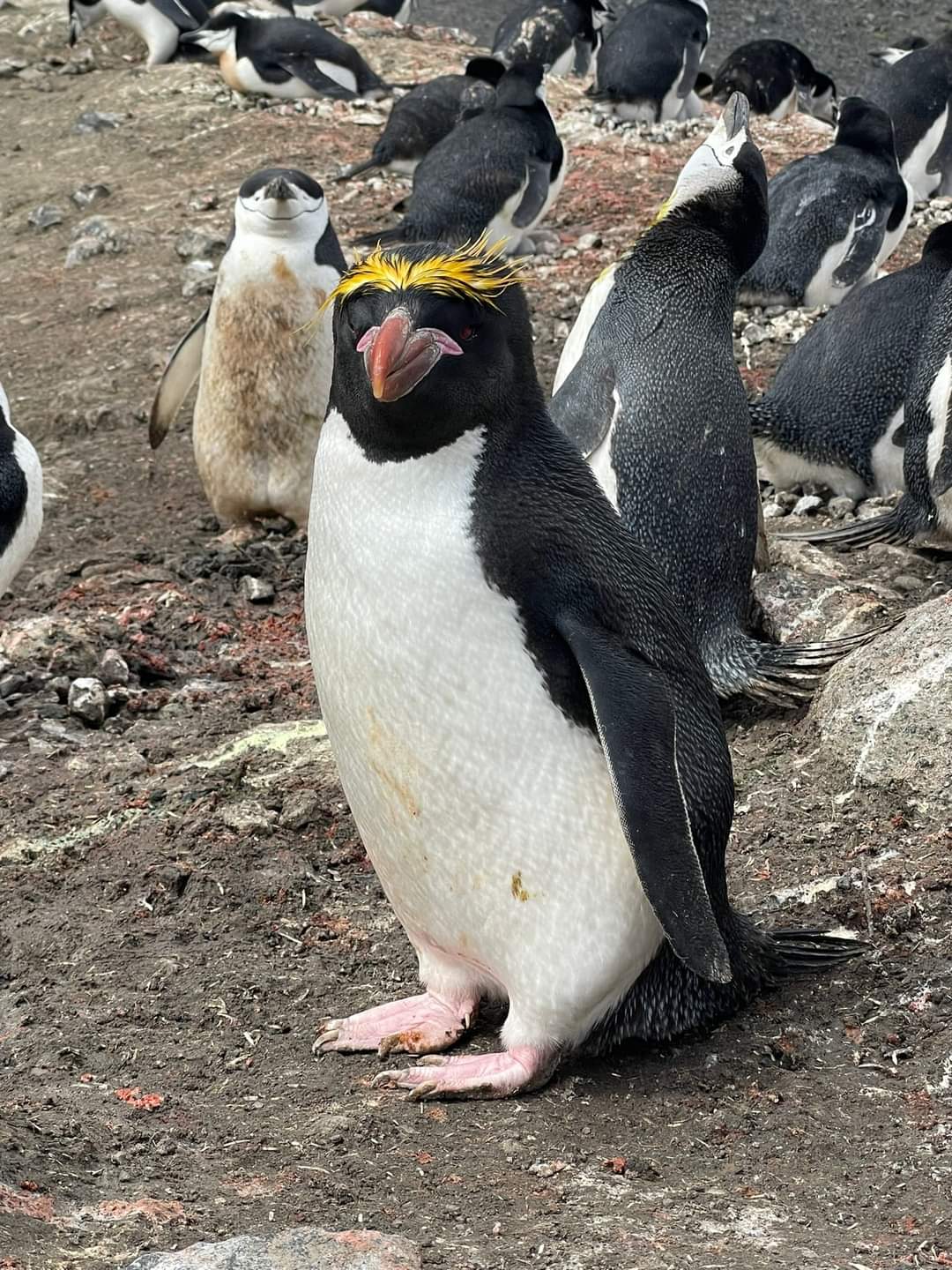 Pingüino Macaroni con Barbijo