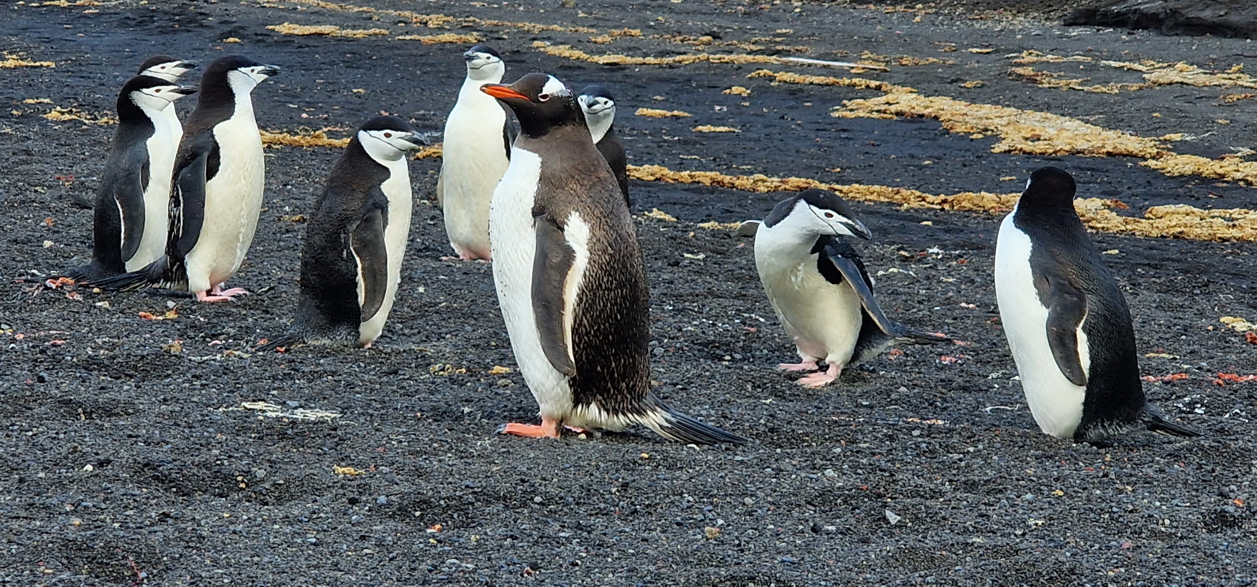 Papúa en la pingüinera
